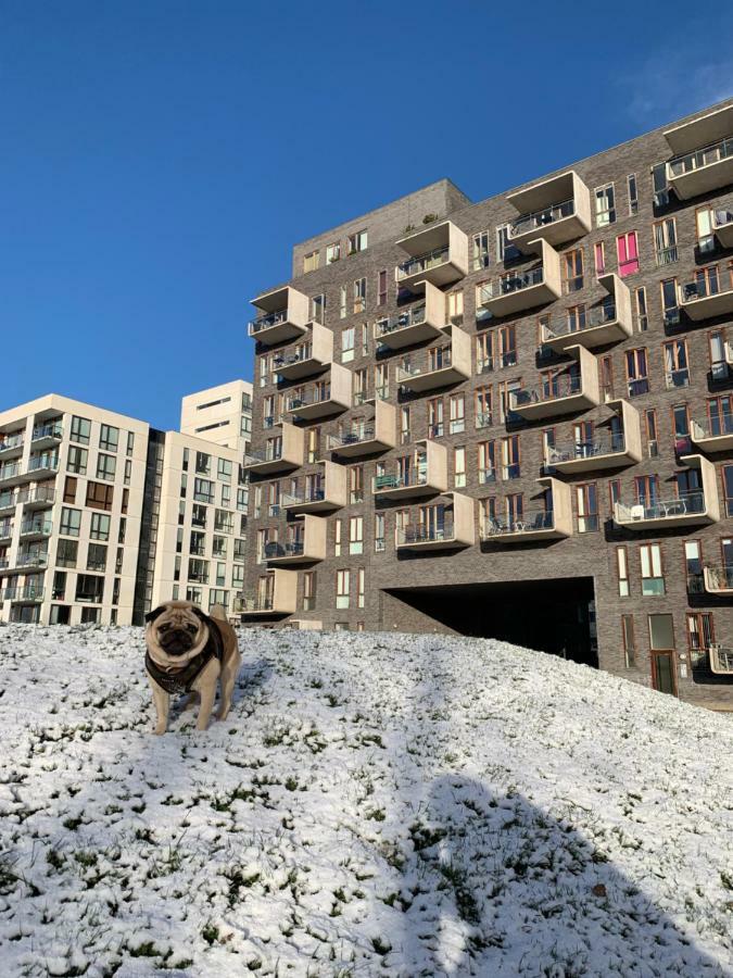 Cute Pug Guest Room 코펜하겐 외부 사진