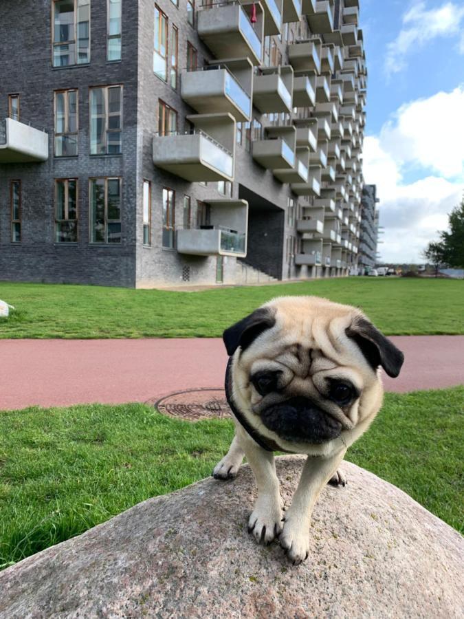 Cute Pug Guest Room 코펜하겐 외부 사진